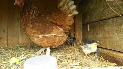 Tiere im Privatzimmer oder in der Nähe