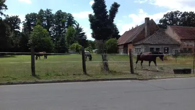 Tiere in der Ferienwohnung oder in der Nähe
