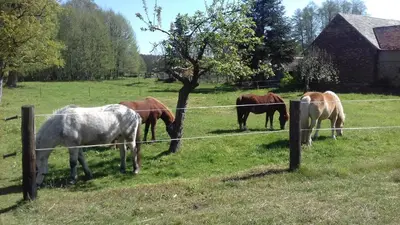 Tiere in der Ferienwohnung oder in der Nähe