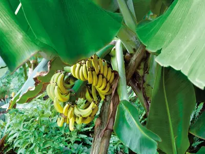 Grundriss der Unterkunft Tropical Islands