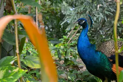 Tiere im Resort oder in der Nähe