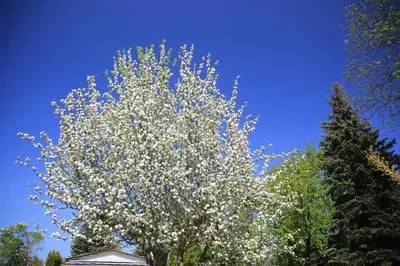 Ein Garten an der Unterkunft Mitten im Seenland und Spreewaldnah, schöner Garten