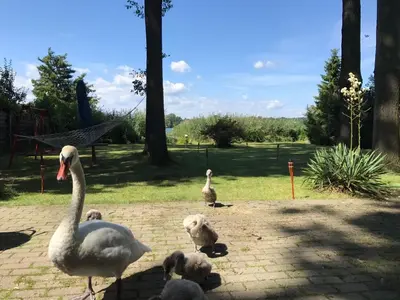 Tiere im Ferienhaus oder in der Nähe