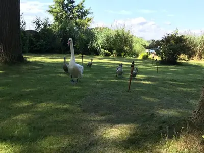 Tiere im Ferienhaus oder in der Nähe