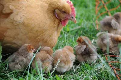 Tiere in der Ferienwohnung oder in der Nähe