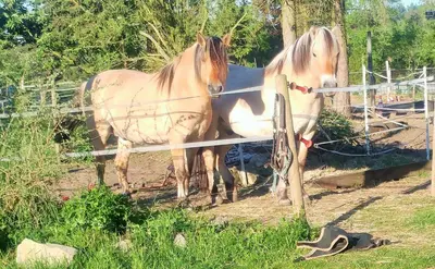 Tiere in der Ferienwohnung oder in der Nähe