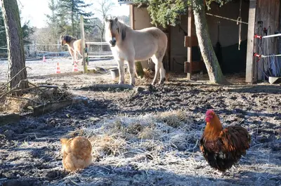 Tiere in der Ferienwohnung oder in der Nähe