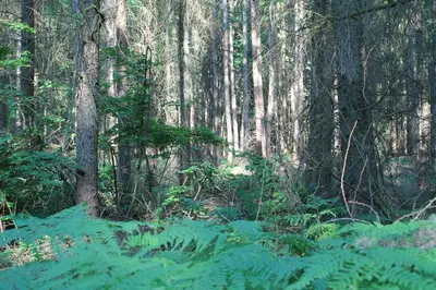 Naturlandschaft in der Nähe der Ferienwohnung