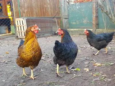 Tiere in der Ferienwohnung oder in der Nähe