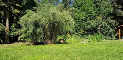 Ein Garten an der Unterkunft Ferienhaus Fichtenwalde