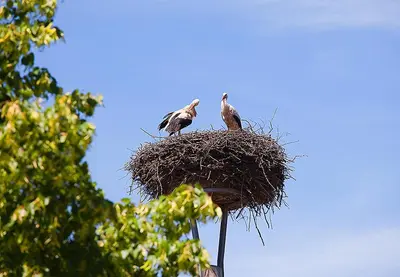 Tiere in der Pension oder in der Nähe