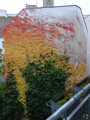 Ein Garten an der Unterkunft Private Rooms in Prenzlauerberg
