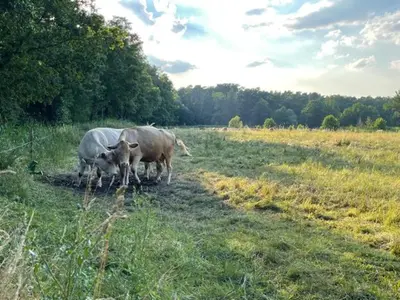 Tiere in der Ferienwohnung oder in der Nähe