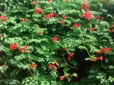 Ein Garten an der Unterkunft Herberge im 