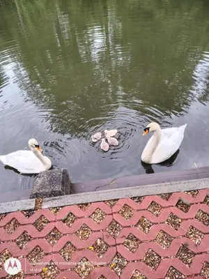 Tiere in der Pension oder in der Nähe