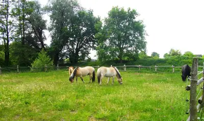 Tiere in der Ferienwohnung oder in der Nähe
