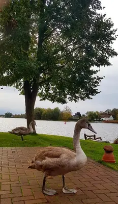 Tiere in der Ferienwohnung oder in der Nähe