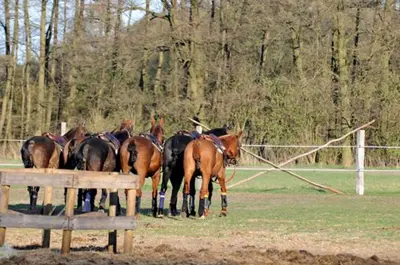 Tiere in der Ferienwohnung oder in der Nähe