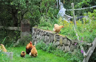 Tiere in der Ferienwohnung oder in der Nähe