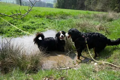 Naturlandschaft in der Nähe der Ferienwohnung