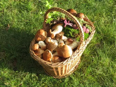 Ein Garten an der Unterkunft Ferienwohnung am Wald