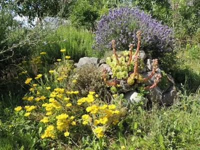 Ein Garten an der Unterkunft Kranichruf