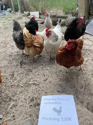 Tiere in der Ferienwohnung oder in der Nähe