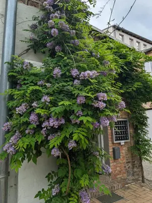 Ein Garten an der Unterkunft Lendelhaus & Historische Saftfabrik Werder