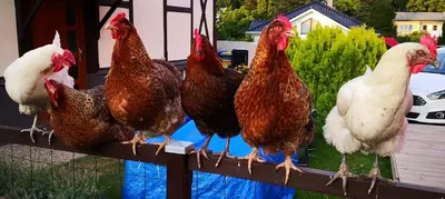 Tiere im Privatzimmer oder in der Nähe