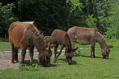 Tiere im Hotel oder in der Nähe