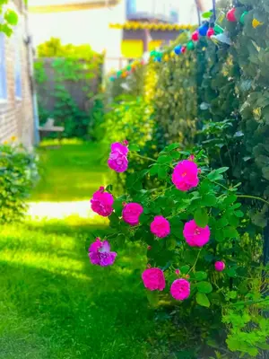 Ein Garten an der Unterkunft 