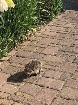 Tiere in der Pension oder in der Nähe