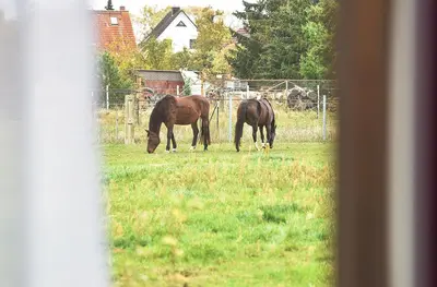 Tiere im Bed & Breakfast oder in der Nähe