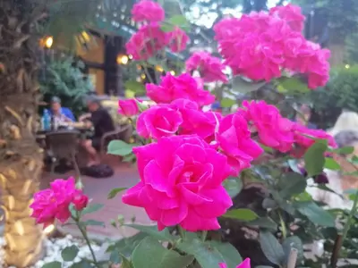 Ein Garten an der Unterkunft Pension Der Kretaner