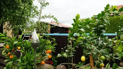 Ein Garten an der Unterkunft Pension Limone Ferienwohnung 2