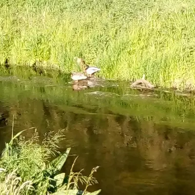 Naturlandschaft in der Nähe der Ferienwohnung