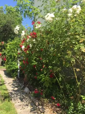 Ein Garten an der Unterkunft Gast-& Logierhaus Am Rheinsberger See