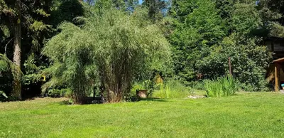 Ein Garten an der Unterkunft Ferienhaus Fichtenwalde, 160qm, 3SZ, 2BD, Küche, VDSL