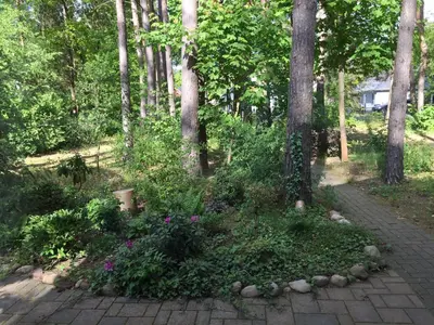 Ein Garten an der Unterkunft Wald und Wohlsein