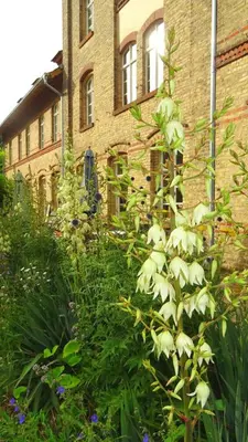 Ein Garten an der Unterkunft FeWo 