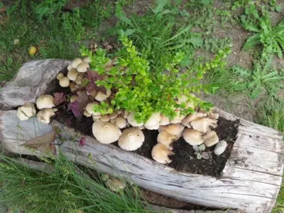 Ein Garten an der Unterkunft Blota Kral