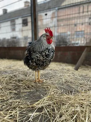 Tiere im Hotel oder in der Nähe