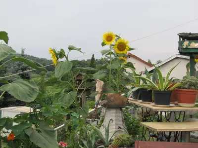 Ein Garten an der Unterkunft zum Wiesengrund im Oderbruch