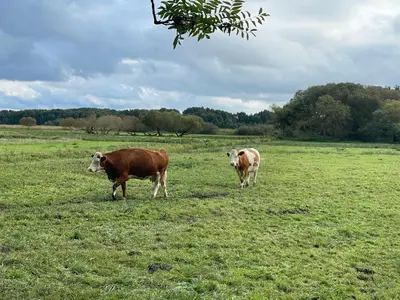 Tiere im Ferienhaus oder in der Nähe