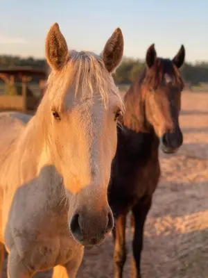 Tiere in der Ferienwohnung oder in der Nähe