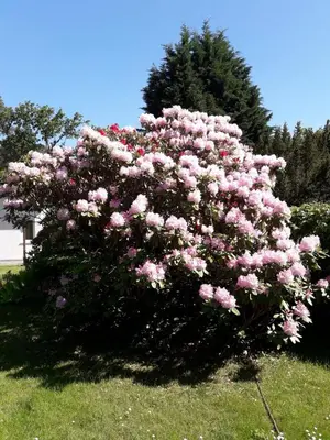Ein Garten an der Unterkunft Ferienhaus am Langen See III
