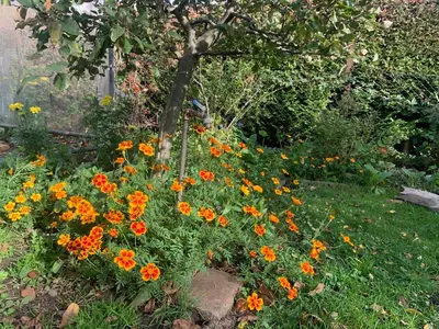 Ein Garten an der Unterkunft Biesdorf-verkehrsgünstig und ruhig
