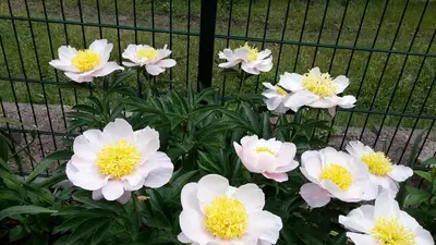 Ein Garten an der Unterkunft Gartenblick Trebbin