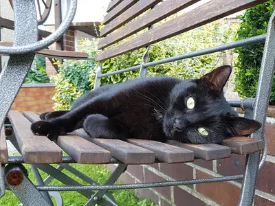Haustiere von Gästen der Unterkunft Ferienhof Sommergarten