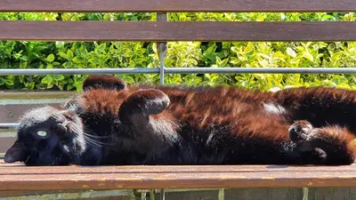 Tiere in der Ferienwohnung oder in der Nähe